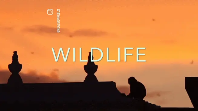 Wildlife photographed in the field at golden hour
